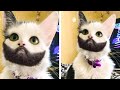 🤣 Самые смешные 🐶 Собаки и 😻 Кошки - Потрясающие смешные видео про домашних животных 😇