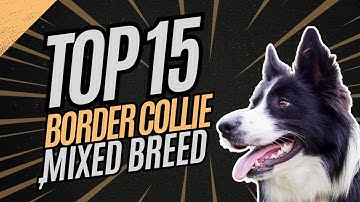 Border Collie Mixed Breed | Smartest Dog Breeds | Dogs Breed Facts