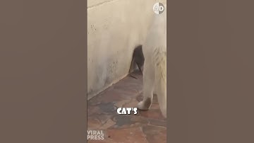 De parasiet die de geest beheerst en ratten treft... en misschien ook jou?