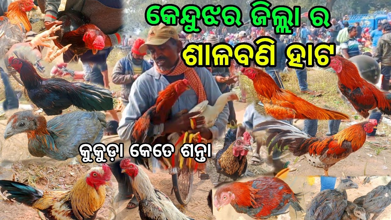 ଶାଳବଣି କୁକୁଡ଼ା ହାଟ କେନ୍ଦୁଝର ଜିଲ୍ଲା ର