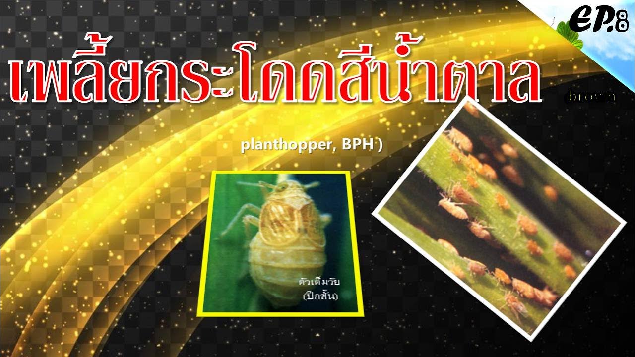 เพลี้ยกระโดดสีน้ำตาล (brown planthopper, BPH )(ปีศาจแห่งท้องทุุ่ง)