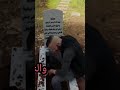 نايم حبيبي بقبرو ياعيد ماريد تهل تيم نجار Shorts 
