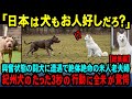 【海外の反応】「日本犬が米国の闘犬に対抗できるわけがない」興奮状態のピットブルに遭遇した散歩中の老夫婦を守ろうとした日本の天然記念物紀州犬の行動に全米が驚愕【総集編】