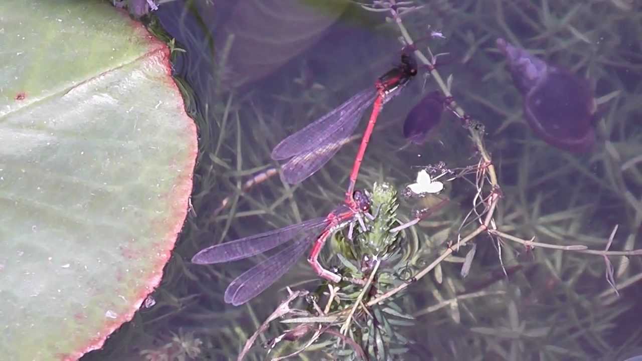 Rode waterjuffers / red damsel flies