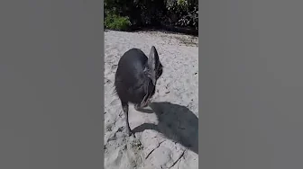 World's Most Dangerous Bird Hatched in Captivity in Cotswolds, England! thumbnail