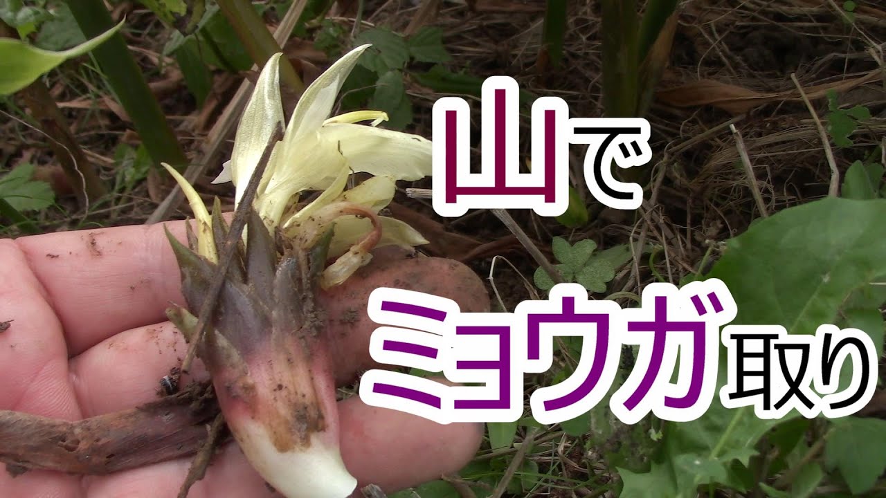 山で ミョウガ採り 2021.9.29 - YouTube