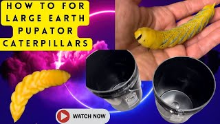 How To Help Your Earth Pupator Caterpillar Become A Moth