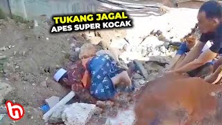 Menegangkan Tapi Ujungnya Kocak.! Sapi Kurban Ngamuk Bikin Panik & Ngakak