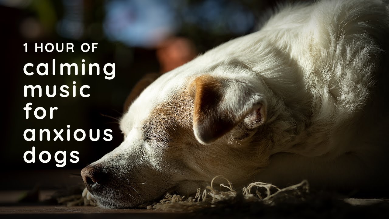 View of Calming Music for Anxious Dogs: Help Soothe Your Puppy During Fireworks ...
