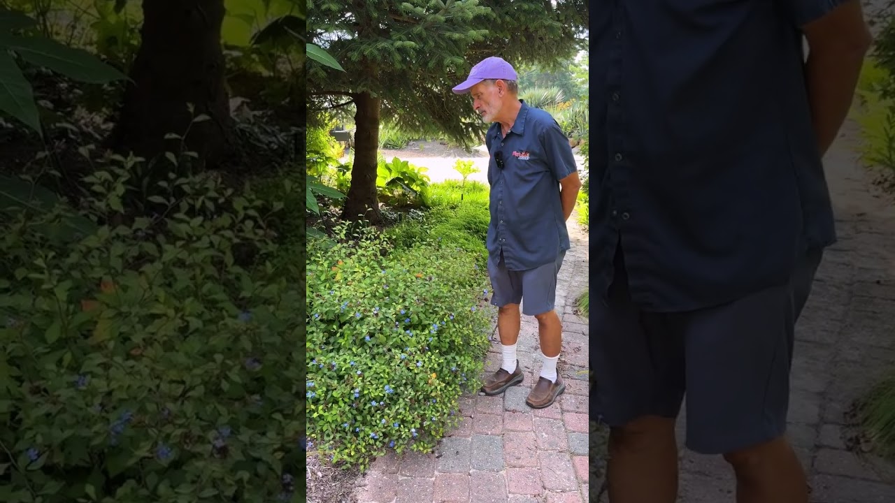 Ceratostigma willmottianum (Leadwort) makes blue flowers all summer!