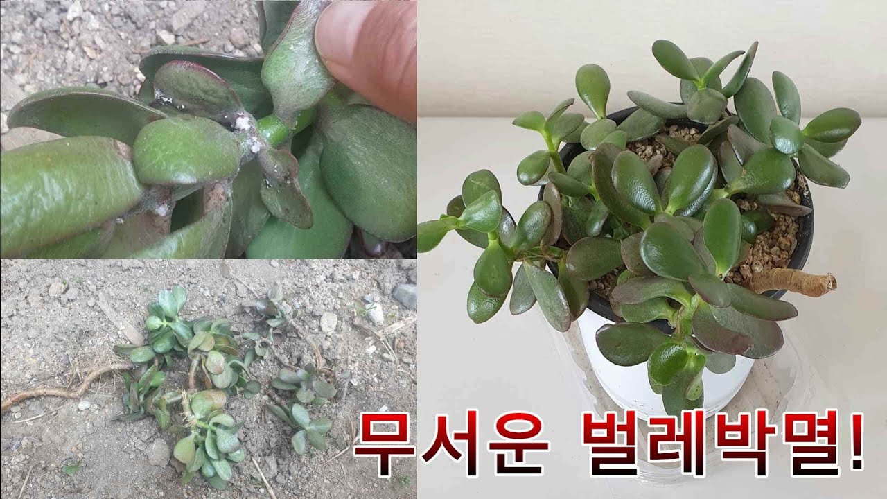누가몰래 버린 돈나무염좌 퐁퐁으로 살리기 Let's save a plant abandoned because of a beetle!