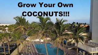 COCONUT TREE Growing ROCKS!  Here's How to Get Started