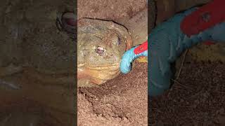 Big Worm For A Big Frog / Warning Live Feeding