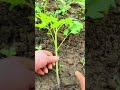 planting a small green tomato seedling directly into the fertile garden soil during the daytime