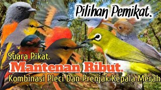 SUARA PIKAT BURUNG MANTENAN RIBUT. KOMBINASI PLECI DAN PRENJAK KEPALA MERAH..