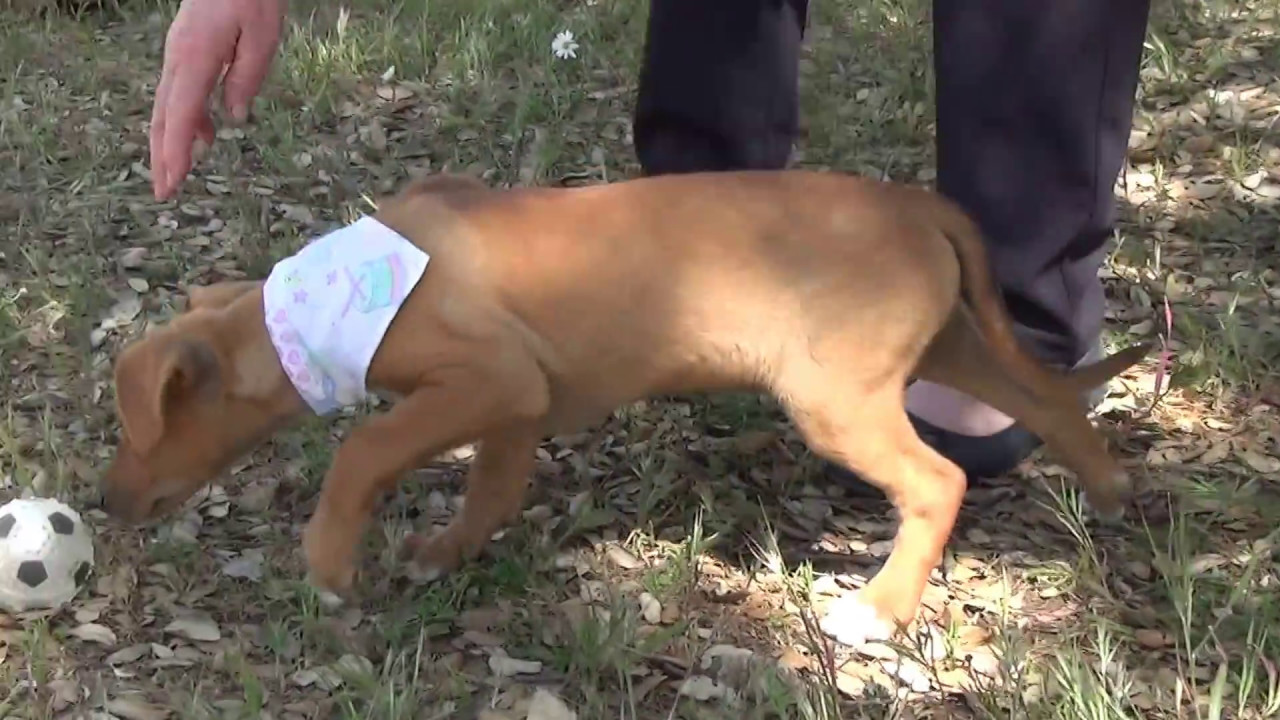 RICOLINO adopción perros cachorros