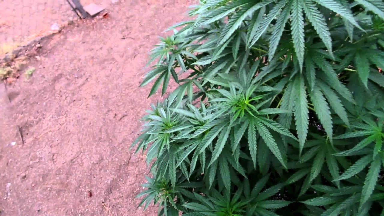 Outdoor mmj plant 2015