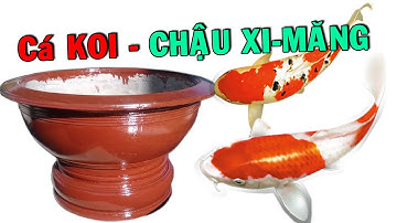 Cá KOI Nhật Bản  KHÓ TIN Cá KOI Nuôi Trong CHẬU KIỂNG XI MĂNG - Doanh Thu Cao