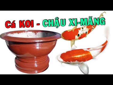 Video Cá KOI Nhật Bản KHÓ TIN Cá KOI Nuôi Trong CHẬU KIỂNG... - youtube