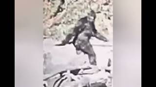 Patterson Gimlin BigFoot Film 1967
