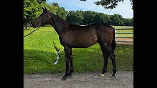 Selezione 25 by Mendelssohn | 2025 Bond Racing Yearling Showcase