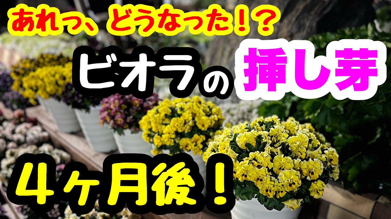 ◇Viola cuttings [130 days of growth] Here's the result! - YouTube