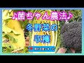 菌ちゃん農法♪冬野菜の植付け～収穫まで