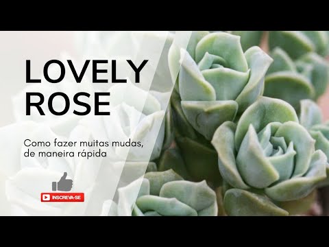 Como Fazer Mudas da Suculenta Lovely Rose com a Técnica da Lidia Costa 🌹 多肉植物的繁殖