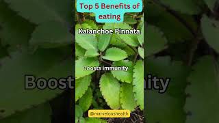 The Surprising Truth About Kalanchoe Pinnata Nobody Tells You