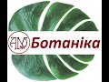 Відділ Покритонасінні