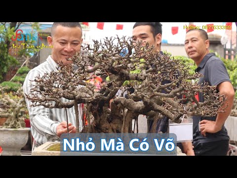 Video Xem cây Si Mini nổi tiếng có gì đặc biệt của anh Sáng... - youtube