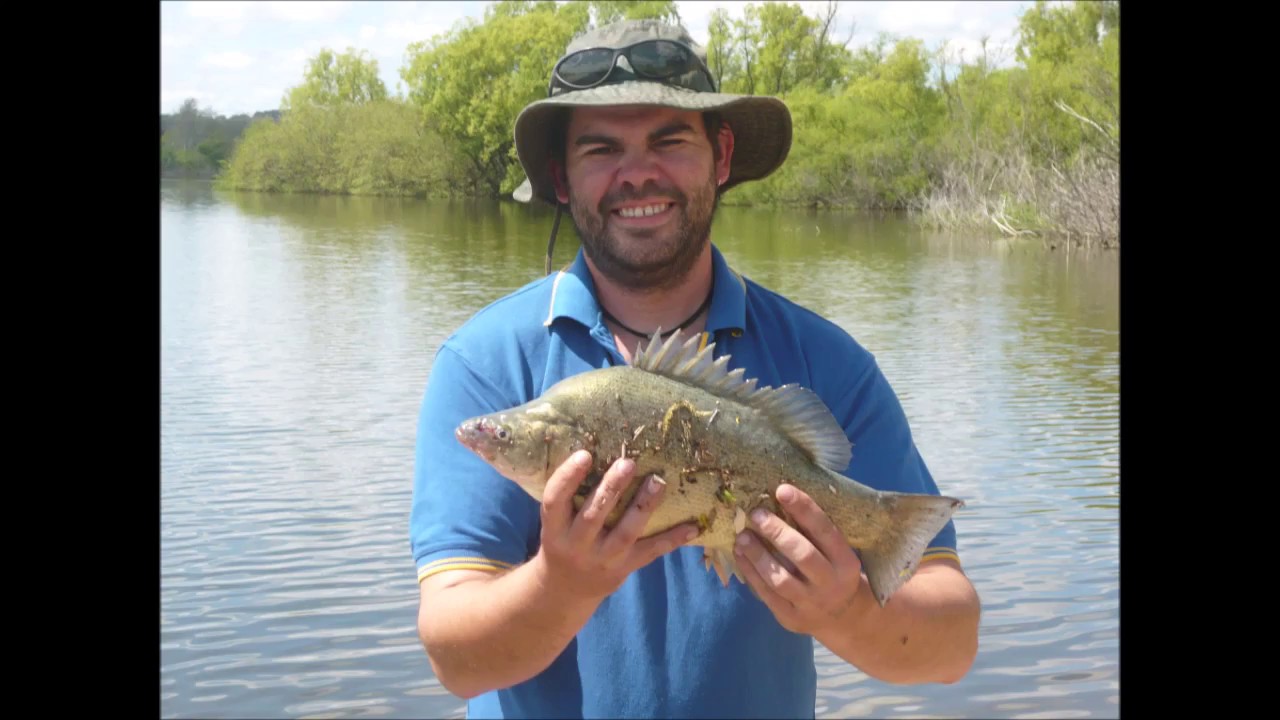 Yellow belly fishing Canberra. YouTube