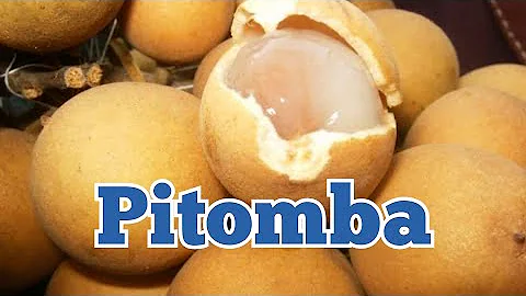 Como usar o caroço da pitomba?