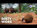 Dung Beetles and Their Role in Ecosystems