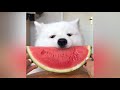 Asmr dog eating watermelon