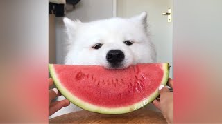 ASMR Dog Eating Watermelon