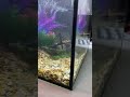 Наш аквариум/ новые жильцы ☺️