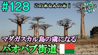 #128【バオバブの衝撃】独自の進化を遂げたこの島の魅力を存分に味わうことができた（モロンダバ、バオバブ街道 / マダガスカル②）世界一周