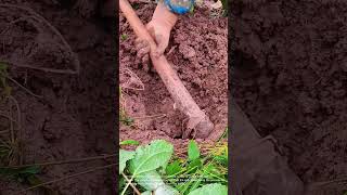 Harvesting Yams: Digging Up Fresh Produce from the Earth