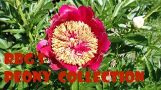 Extraordinary Collection of Peonies Extraordinary Collection of Peonies