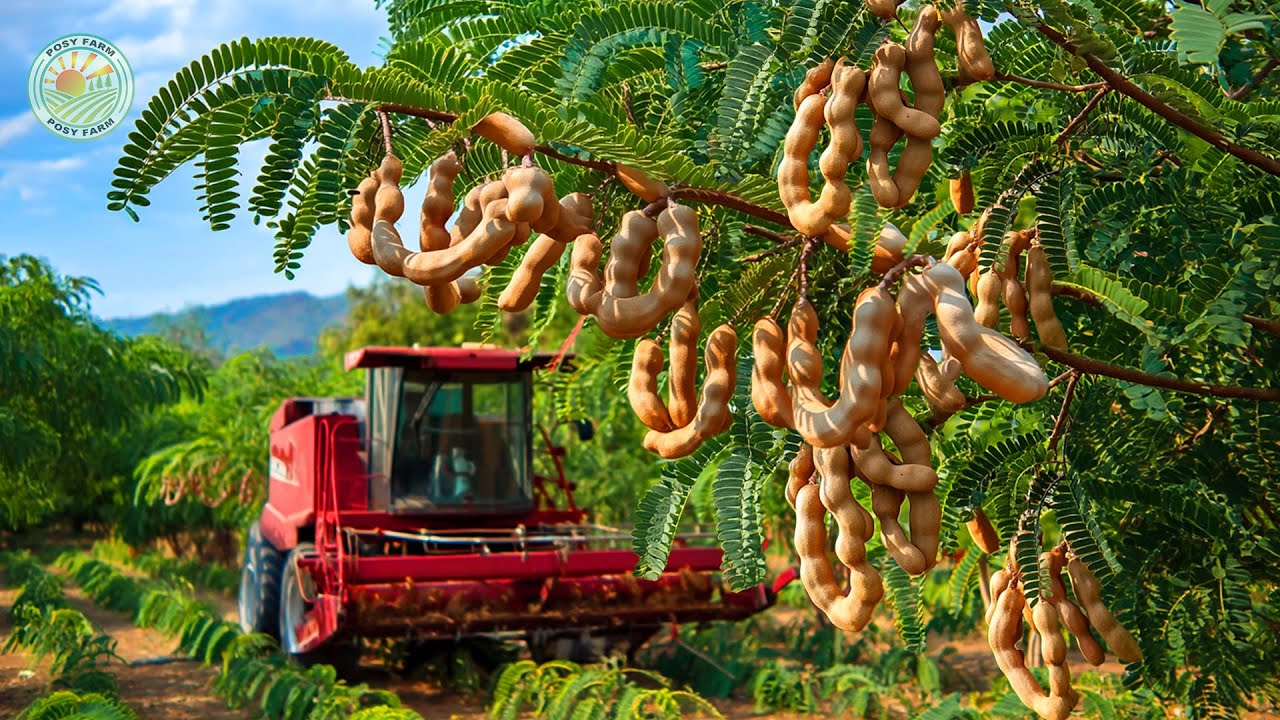 How Farmers Harvest Tamarind: Amazing Cultivation Technology and Processing