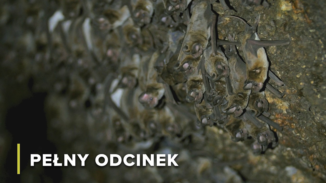 Życie wzdłuż rzek dżungli Tajlandii | Tajemnice Rzeki Mekong 105