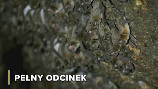 Życie Wzdłuż Rzek Dżungli Tajlandii Tajemnice Rzeki Mekong 105