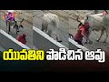 Disturbing Footage: Woman attacked by stray cow in broad daylight