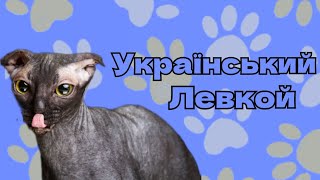 Все Що Потрібно Знати Про УКРАЇНСЬКОГО ЛЕВКОЯ