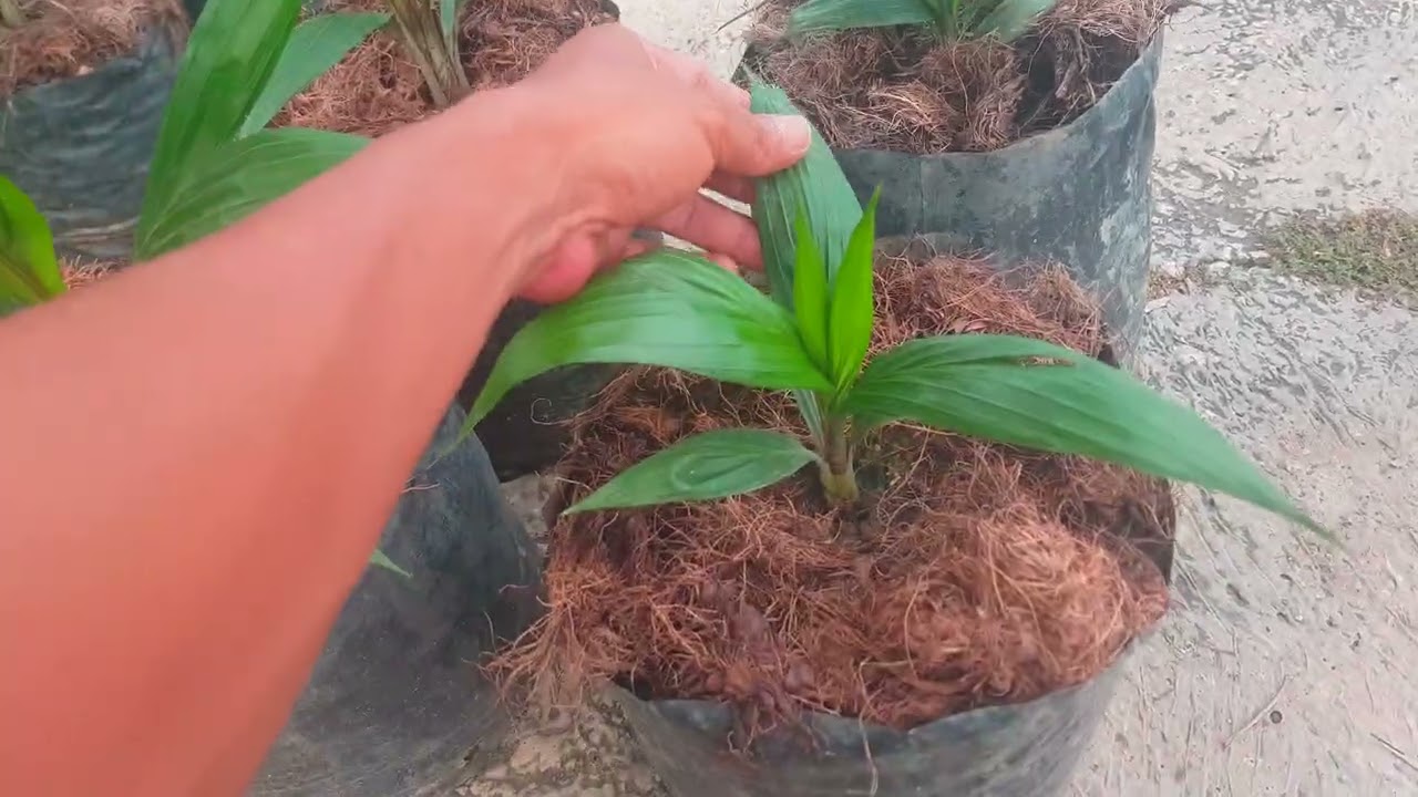 bibit unggul veritas ppks yangambi