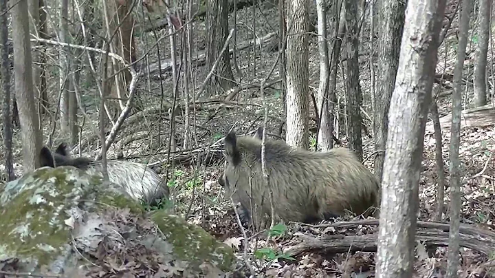 South Carolina Feral Hogs