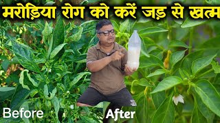 मरडय रग क कर जड स खतम ,अपनय य नसक पध हग नय जस Leaf Curl Virus Control