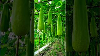 Double Your Bottle Gourd Yield | Complete Growing Guide for Maximum Harvest #agriculture #farmlife