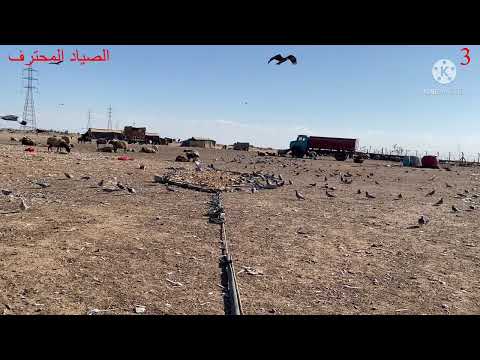 صيد الحمام البري بالشبك فيديو رقم 3